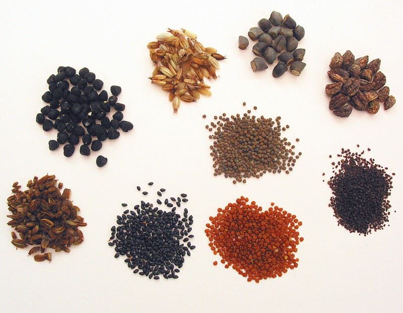 Bucket elevator seeds (1)